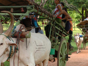 Home Stay Private Tour - Sri Lanka Photos