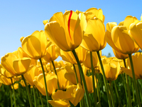 Tulips Tulips