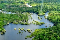 The Amazon