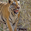 Bandhavgarh National Park, India