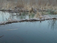 Kickapoo River