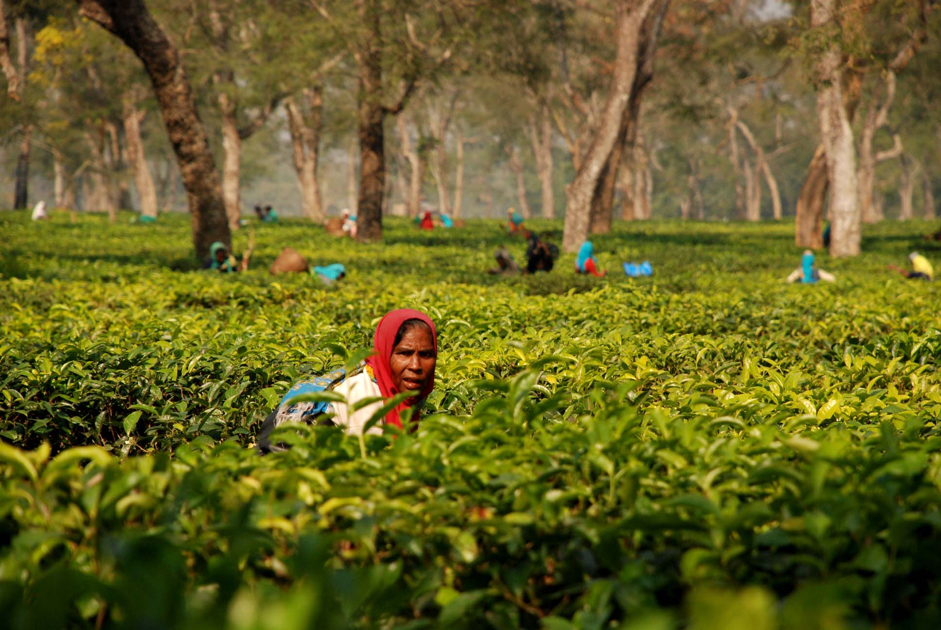 Tea Gardens, Dibrugarh, Assam India Tourist Information